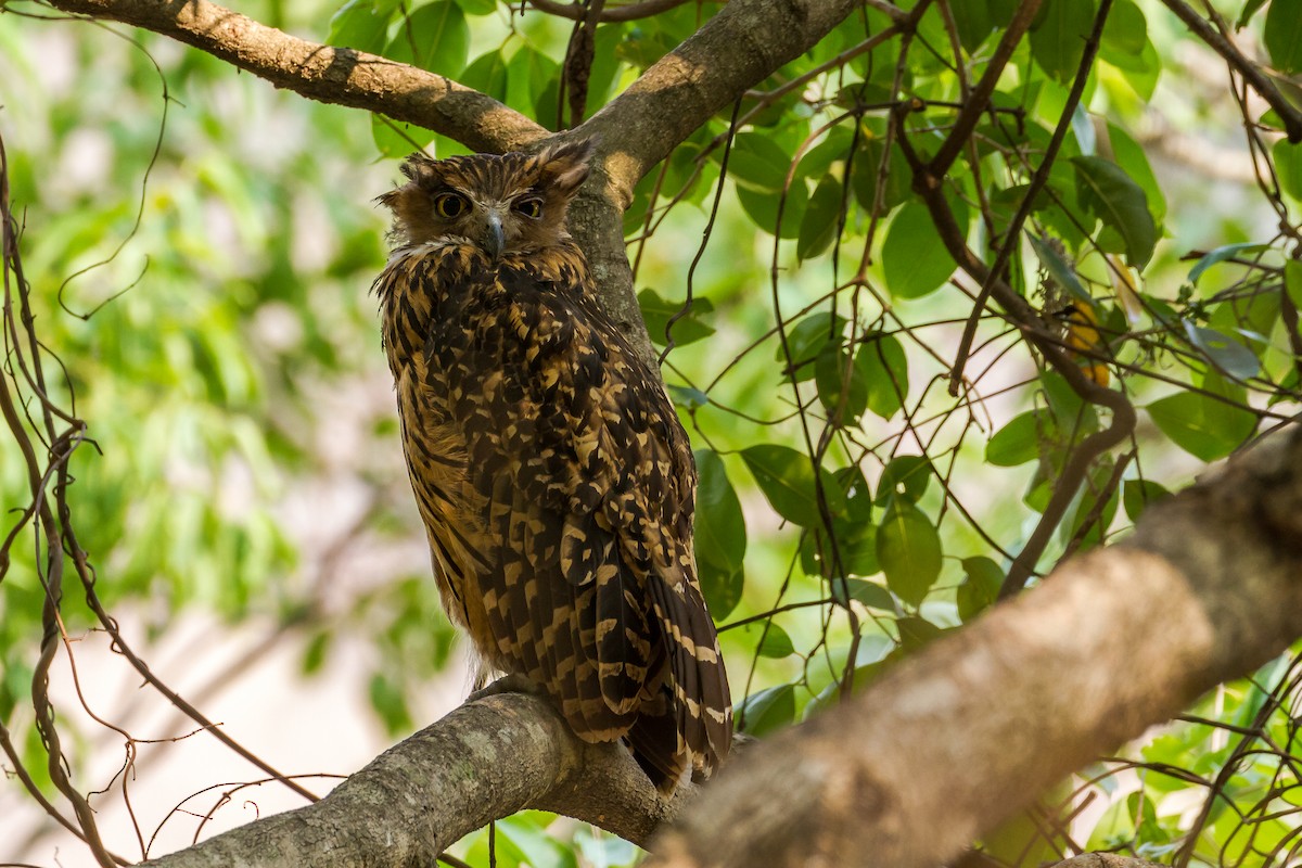 Tawny Fish-Owl - ML634267477