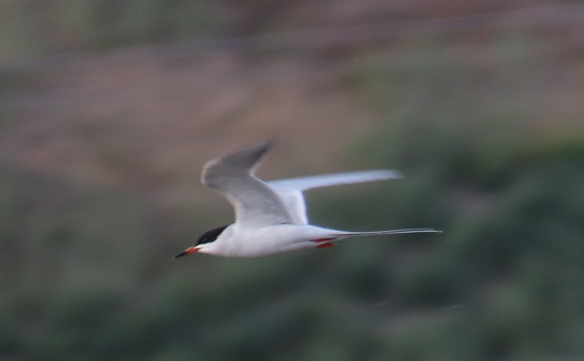 Forster's Tern - ML634267479