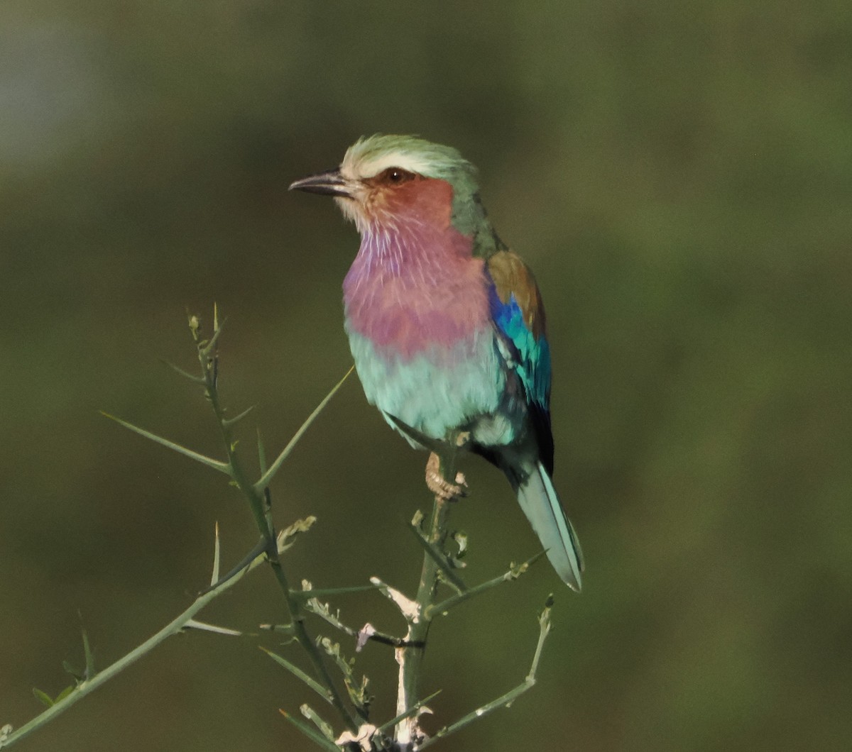 Lilac-breasted Roller - ML634267498