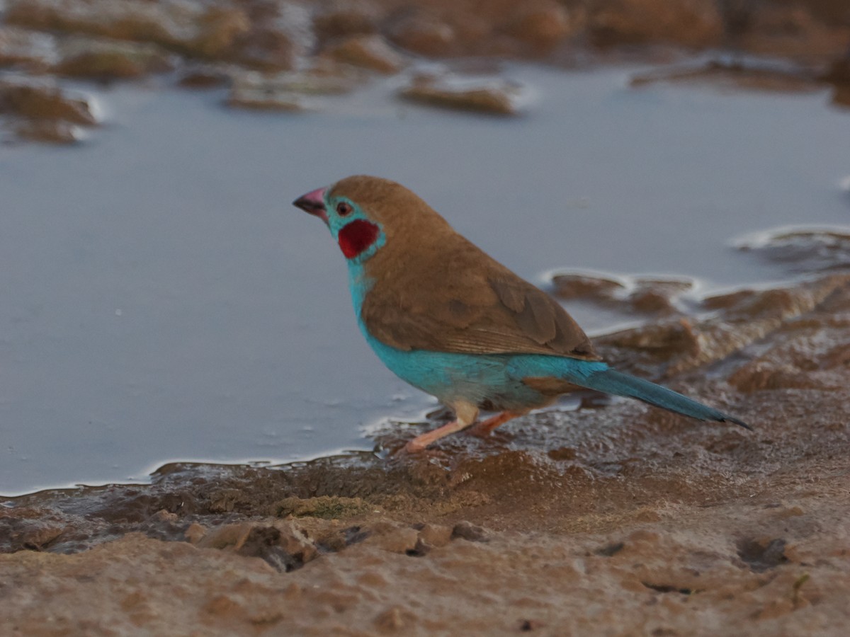Red-cheeked Cordonbleu - ML634267540
