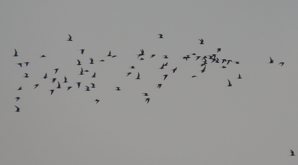 Forster's Tern - ML634267579