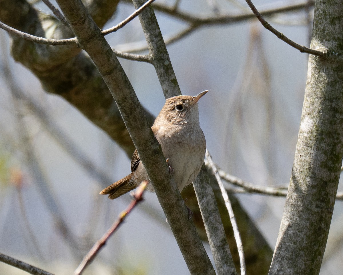 Northern House Wren - ML634267652
