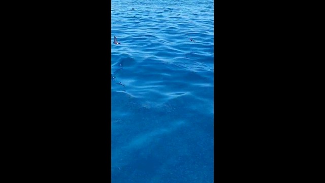Wilson's Storm-Petrel - ML634267675