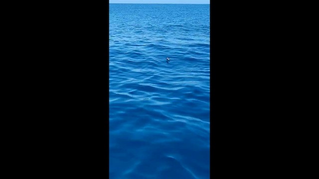 Wilson's Storm-Petrel - ML634267676