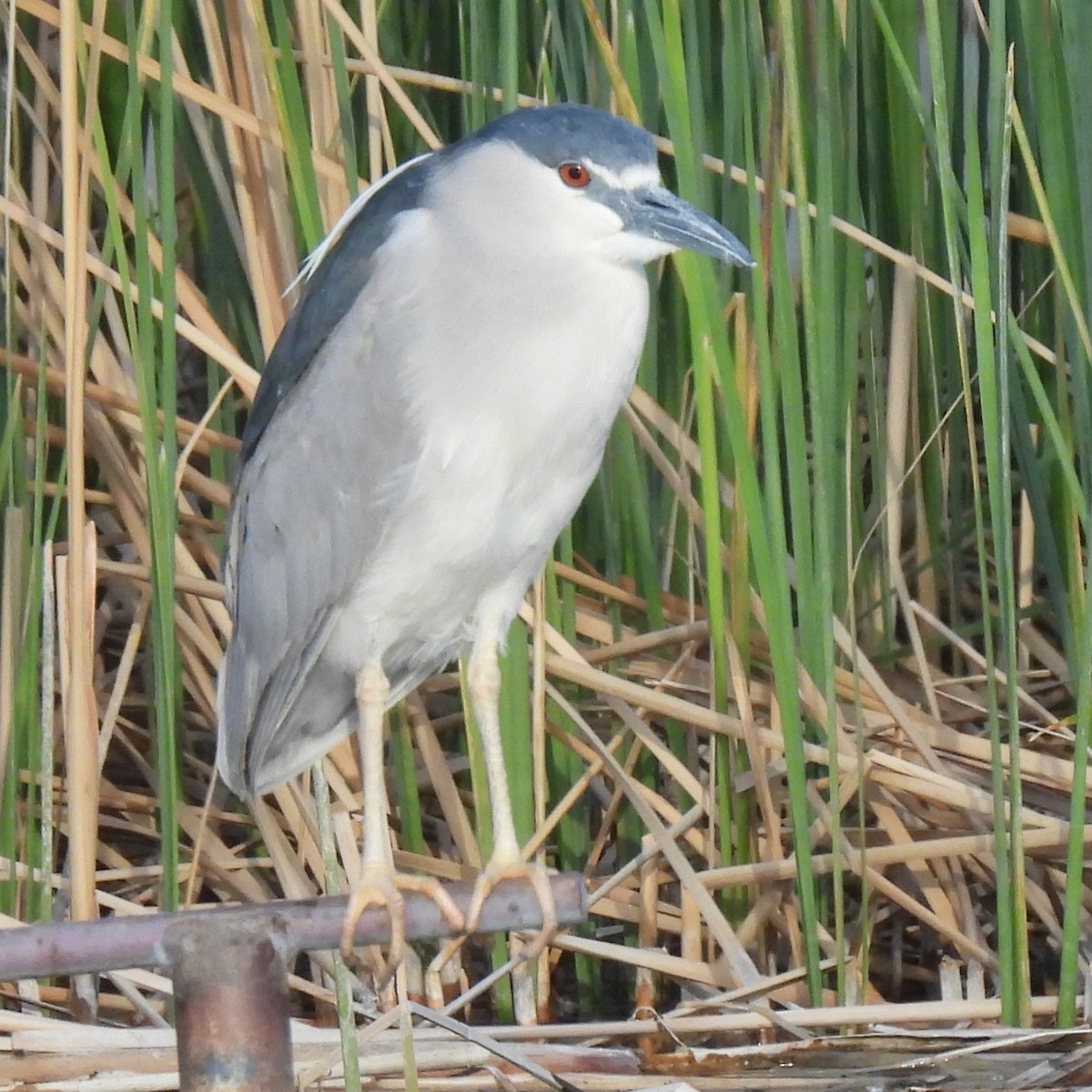 Black-crowned Night Heron - ML634267808