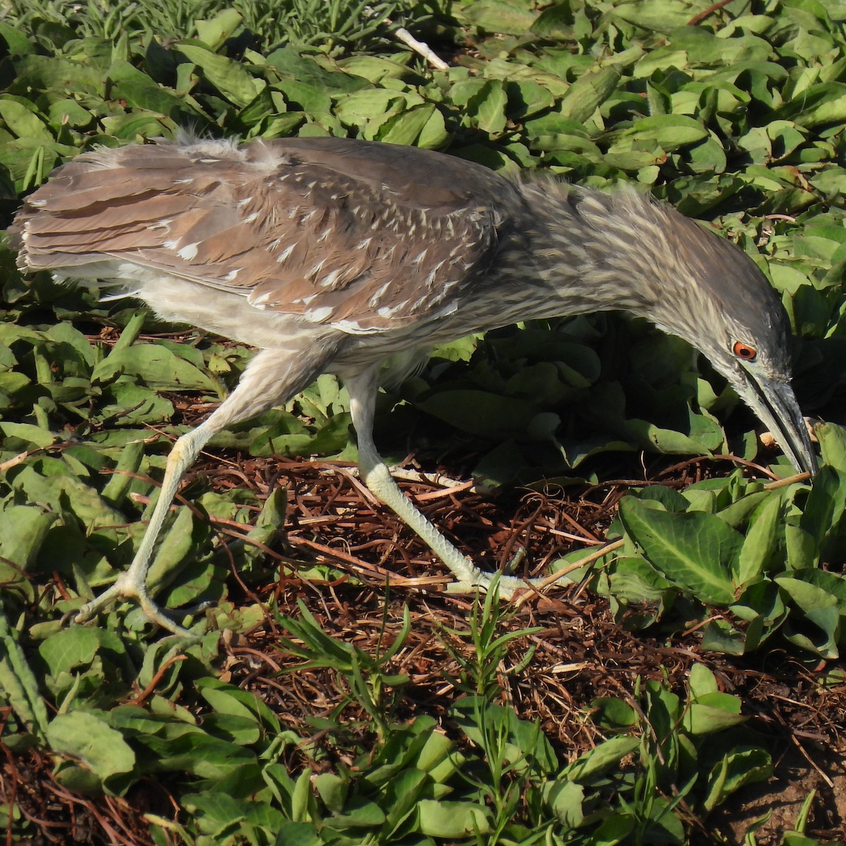 Black-crowned Night Heron - ML634267810