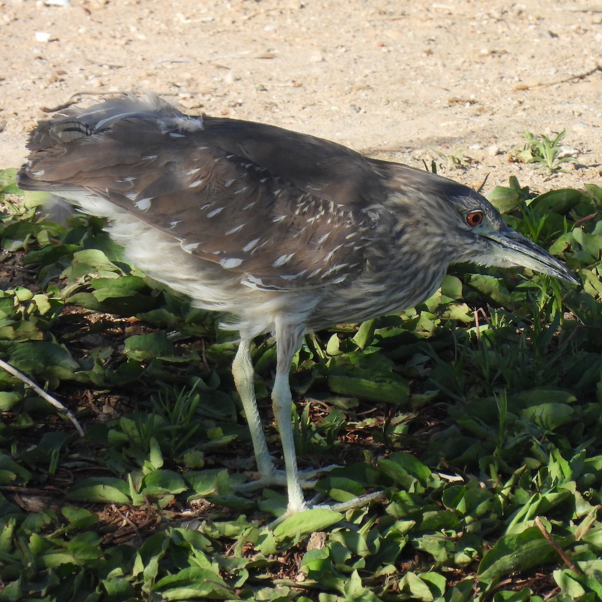 Black-crowned Night Heron - ML634267811