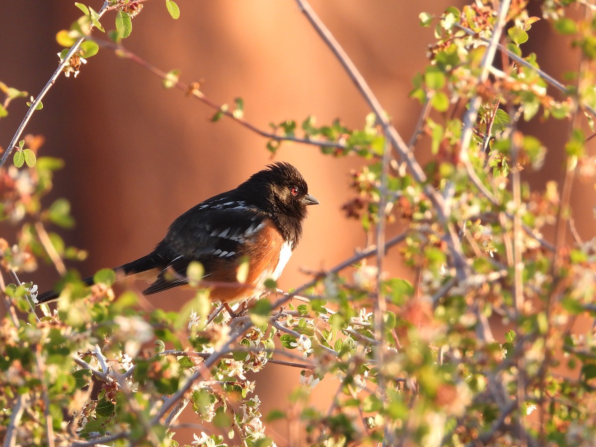 Spotted Towhee - ML634267868