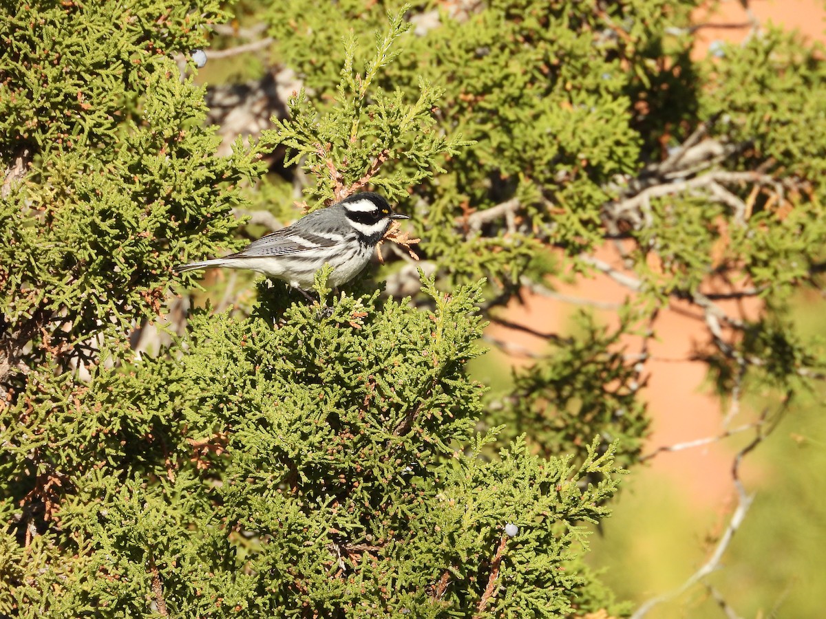 Black-throated Gray Warbler - ML634267875