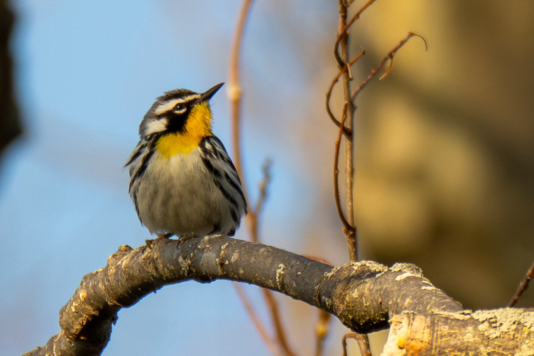 Yellow-throated Warbler - ML634268021