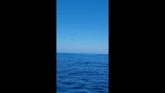 Brown Booby - ML634268059