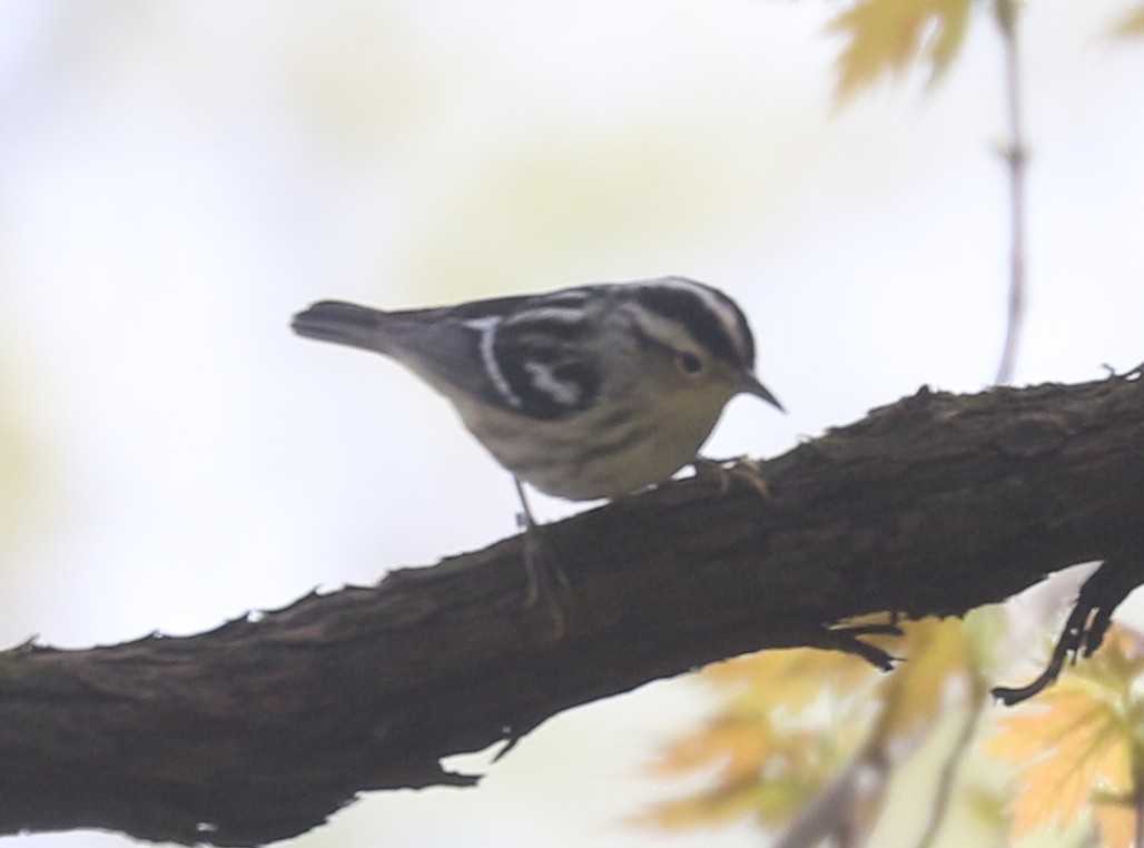 Black-and-white Warbler - ML634268199