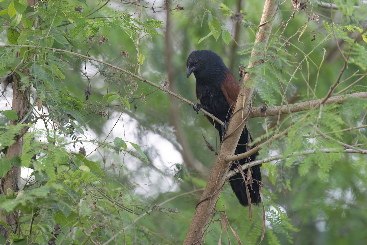 Philippine Coucal - ML634268243
