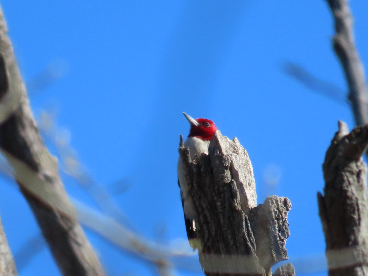 Red-headed Woodpecker - ML634268263