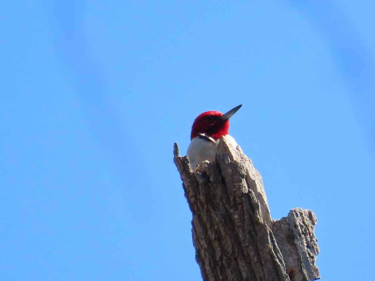 Red-headed Woodpecker - ML634268264