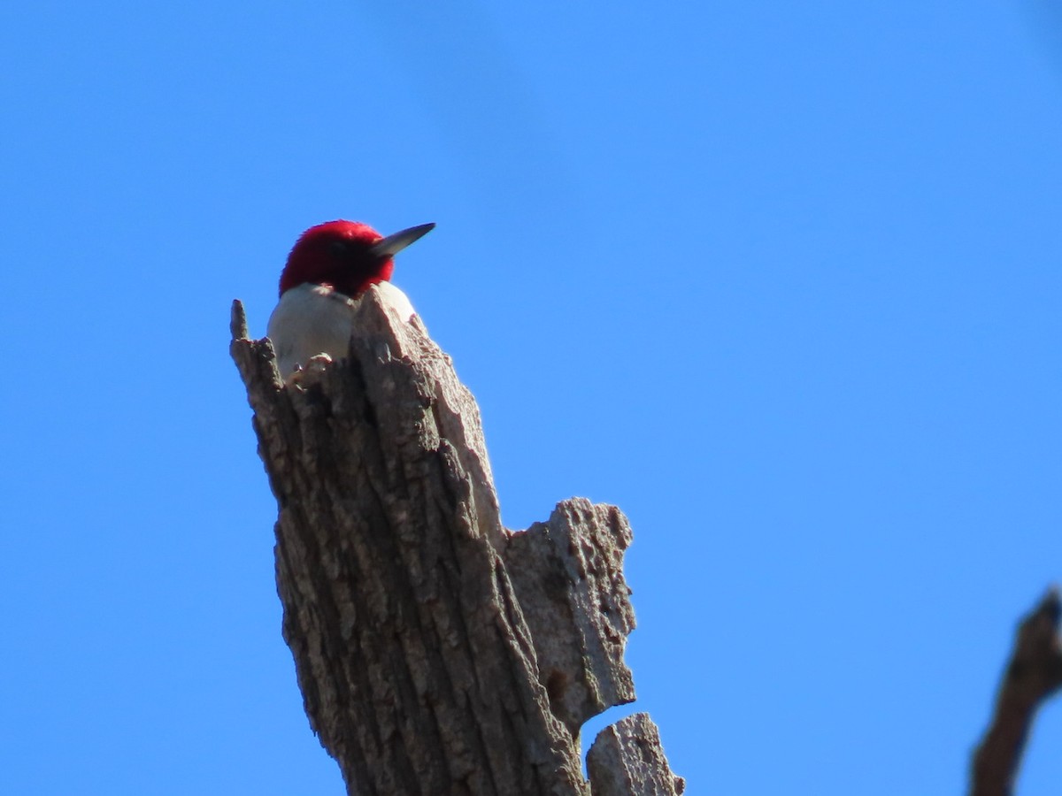 Red-headed Woodpecker - ML634268265