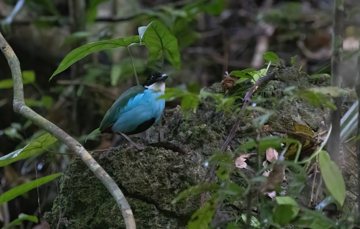 Azure-breasted Pitta - ML634268280