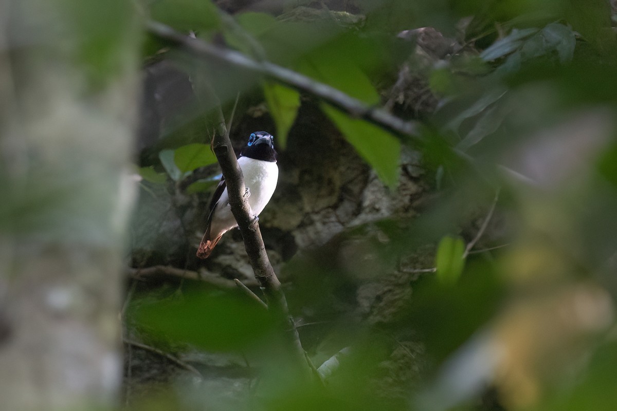 Visayan Broadbill - ML634268299