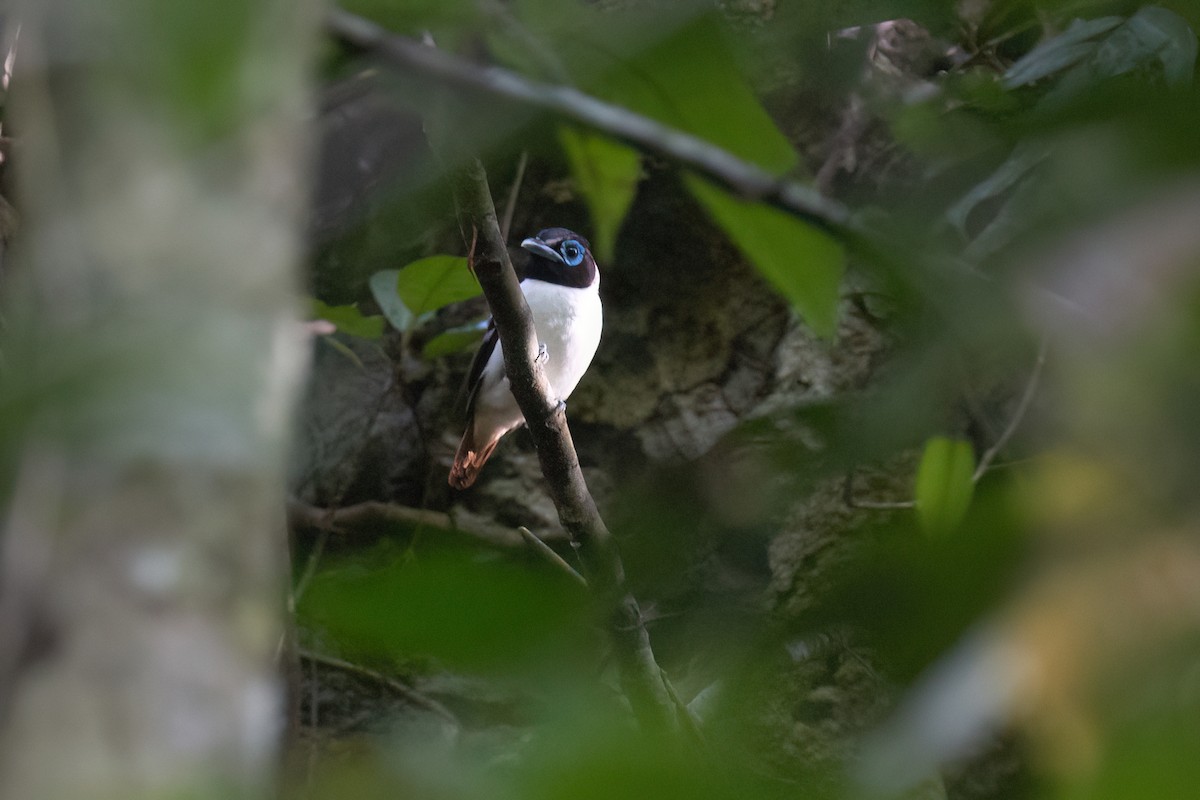 Visayan Broadbill - ML634268300