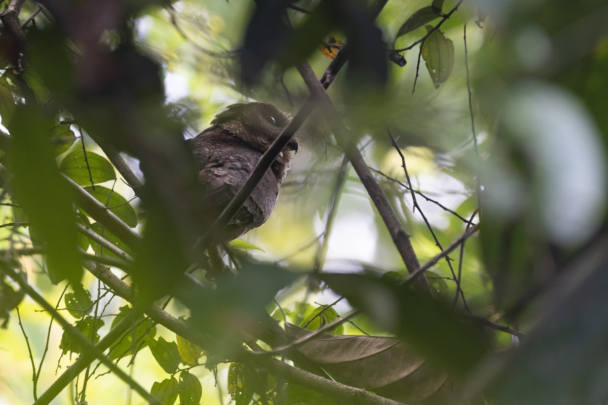 Everett's Scops-Owl - ML634268319