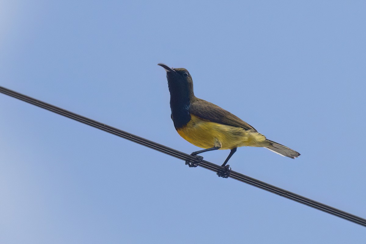Garden Sunbird - ML634268333