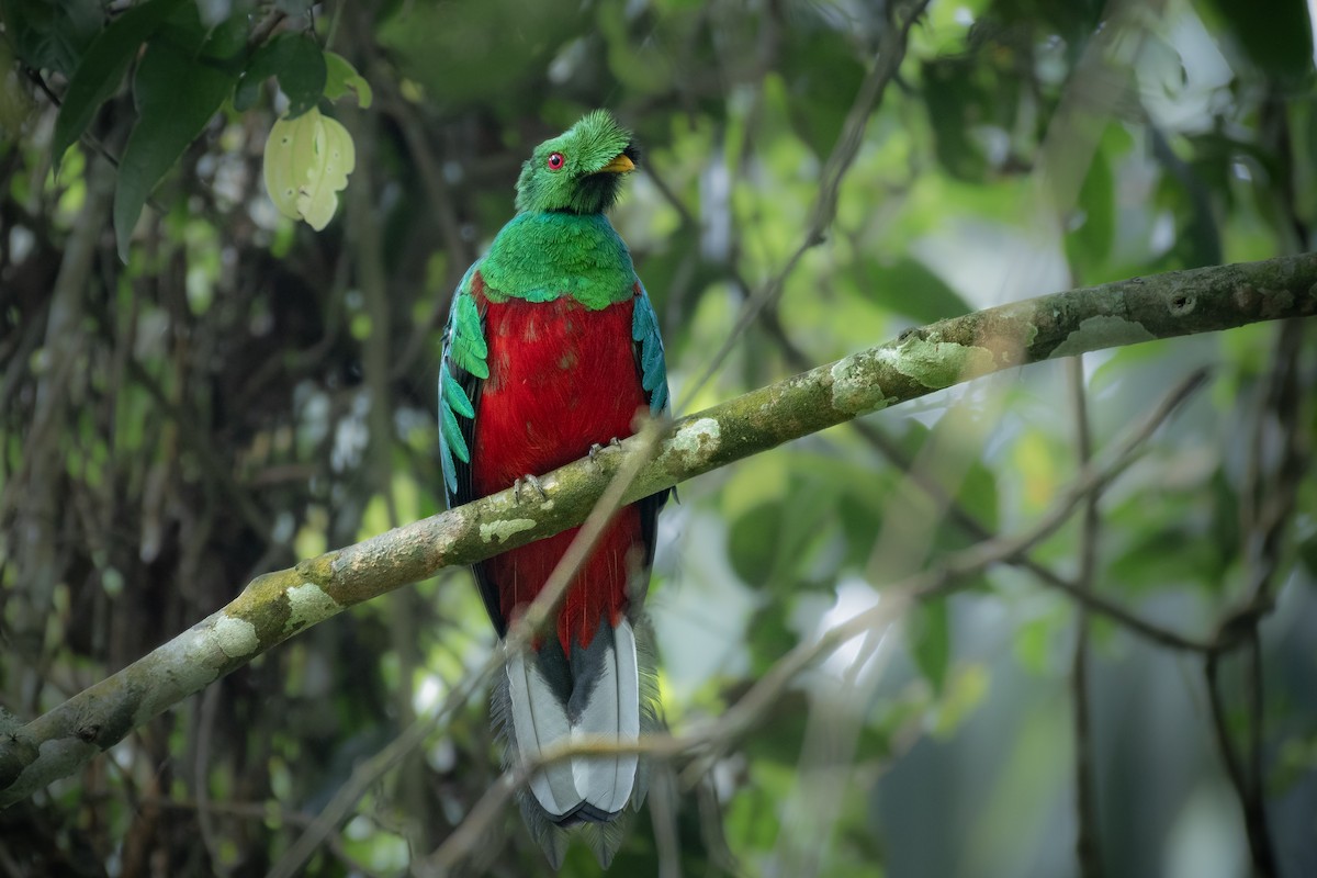 Crested Quetzal - ML634268346