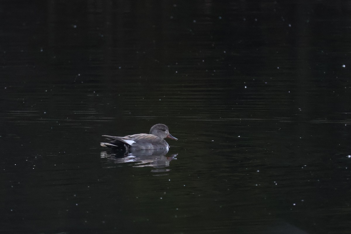 Gadwall - ML634268355