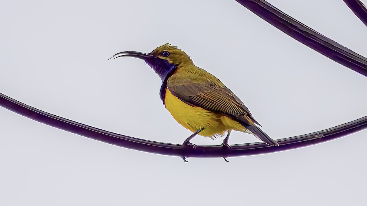 Sahul Sunbird - ML634268375
