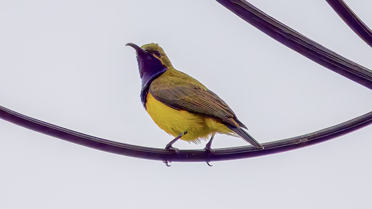 Sahul Sunbird - ML634268376