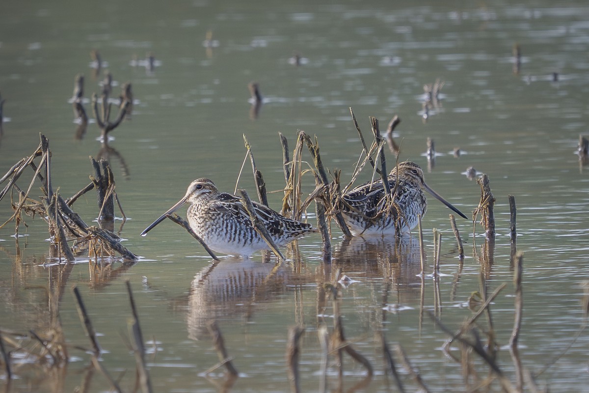 Wilson's Snipe - ML634268427