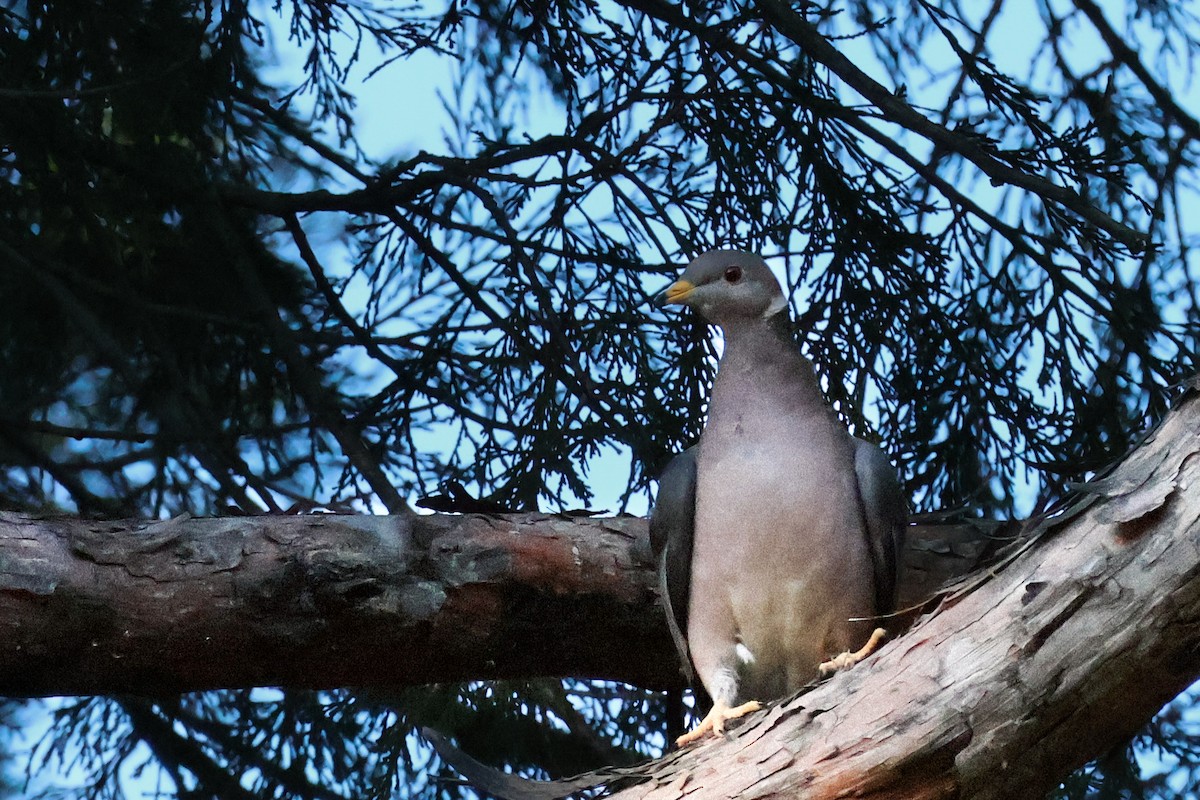 Band-tailed Pigeon - ML634268472