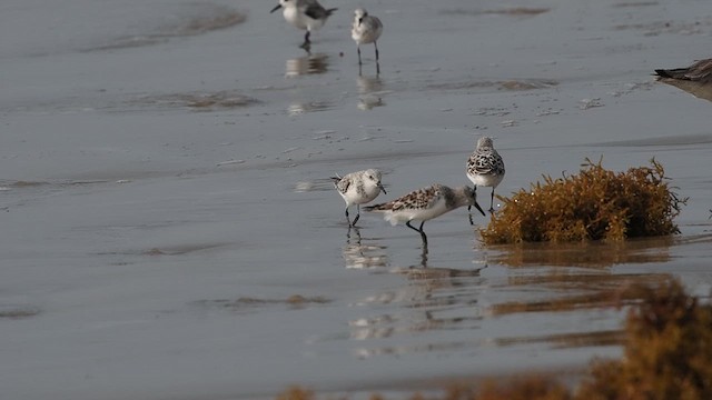 חופית לבנה - ML634268517