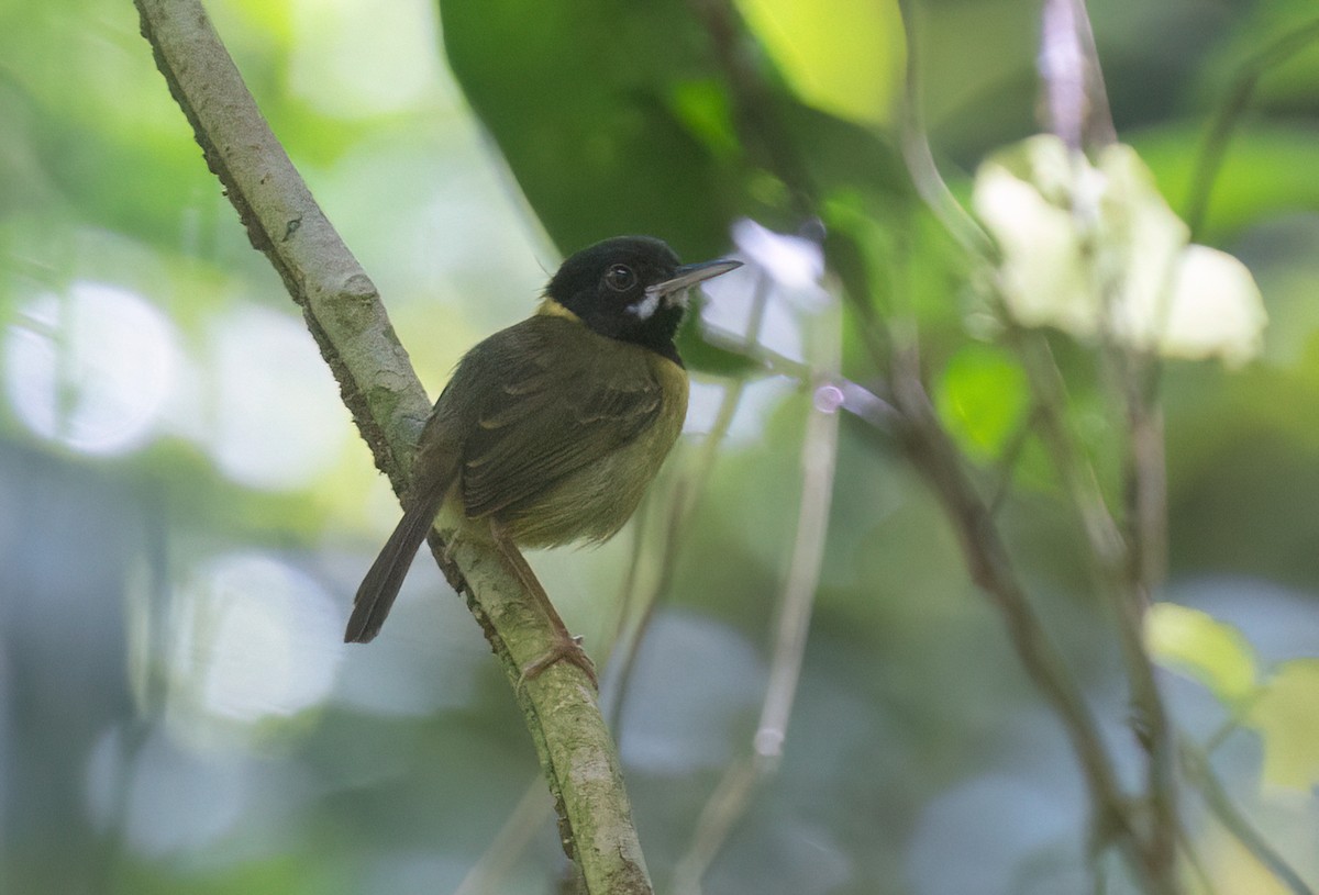 Yellow-breasted Tailorbird - ML634268556