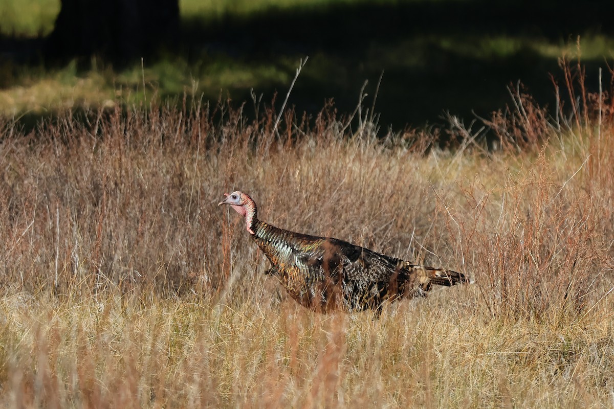 Wild Turkey - ML634268564