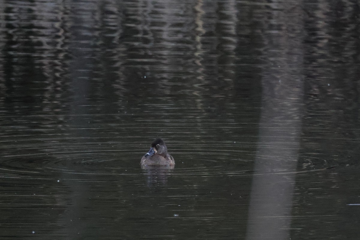 Ring-necked Duck - ML634268578