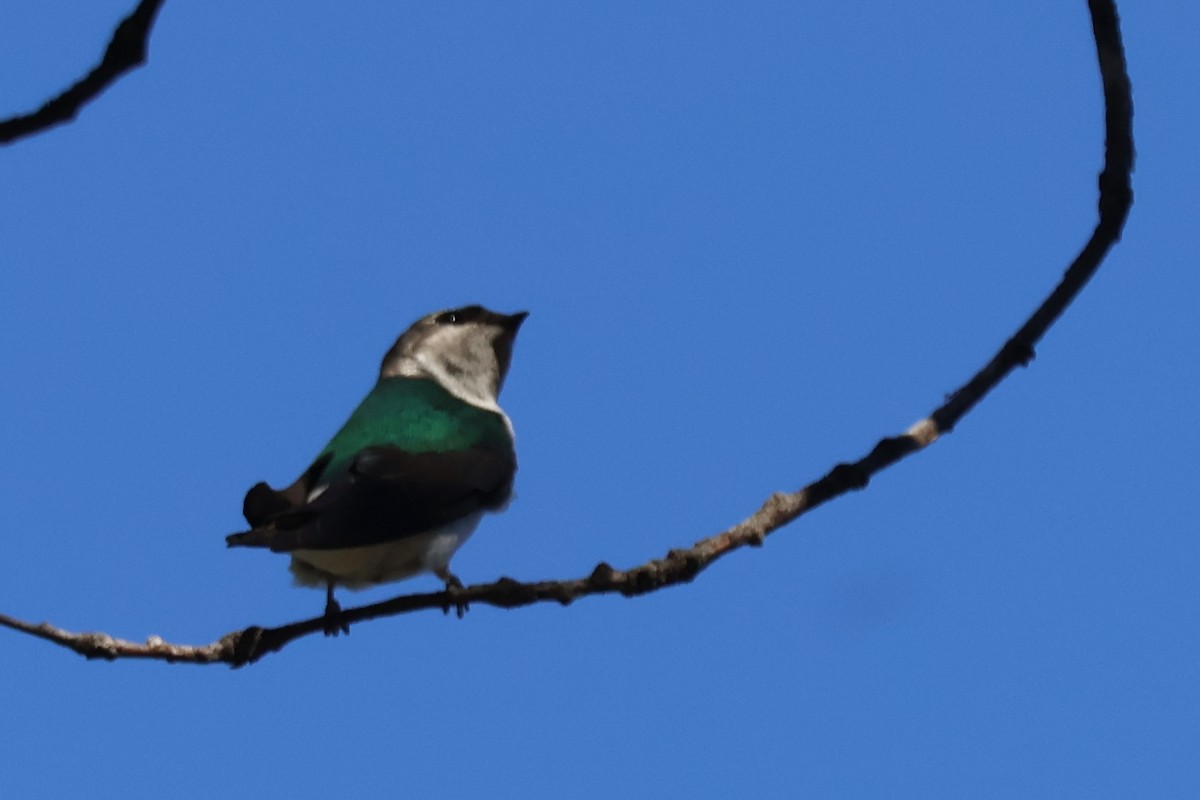 Violet-green Swallow - ML634268626