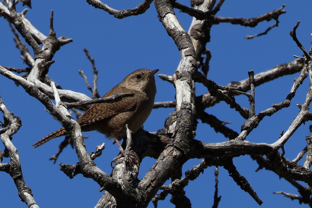 Northern House Wren - ML634268645