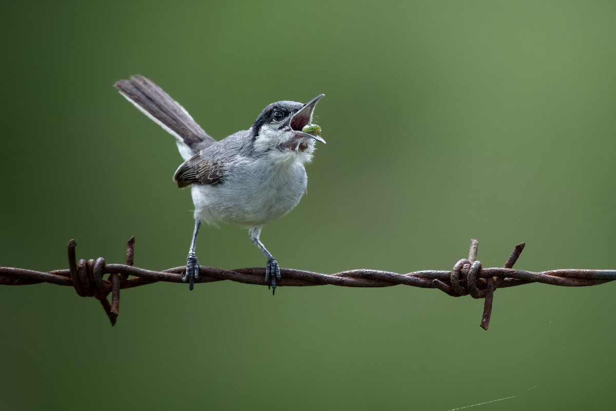 Комароловка тропічна - ML634268691