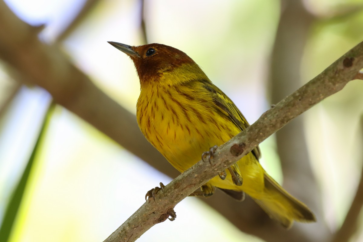 キイロアメリカムシクイ（erithachorides グループ） - ML634268722