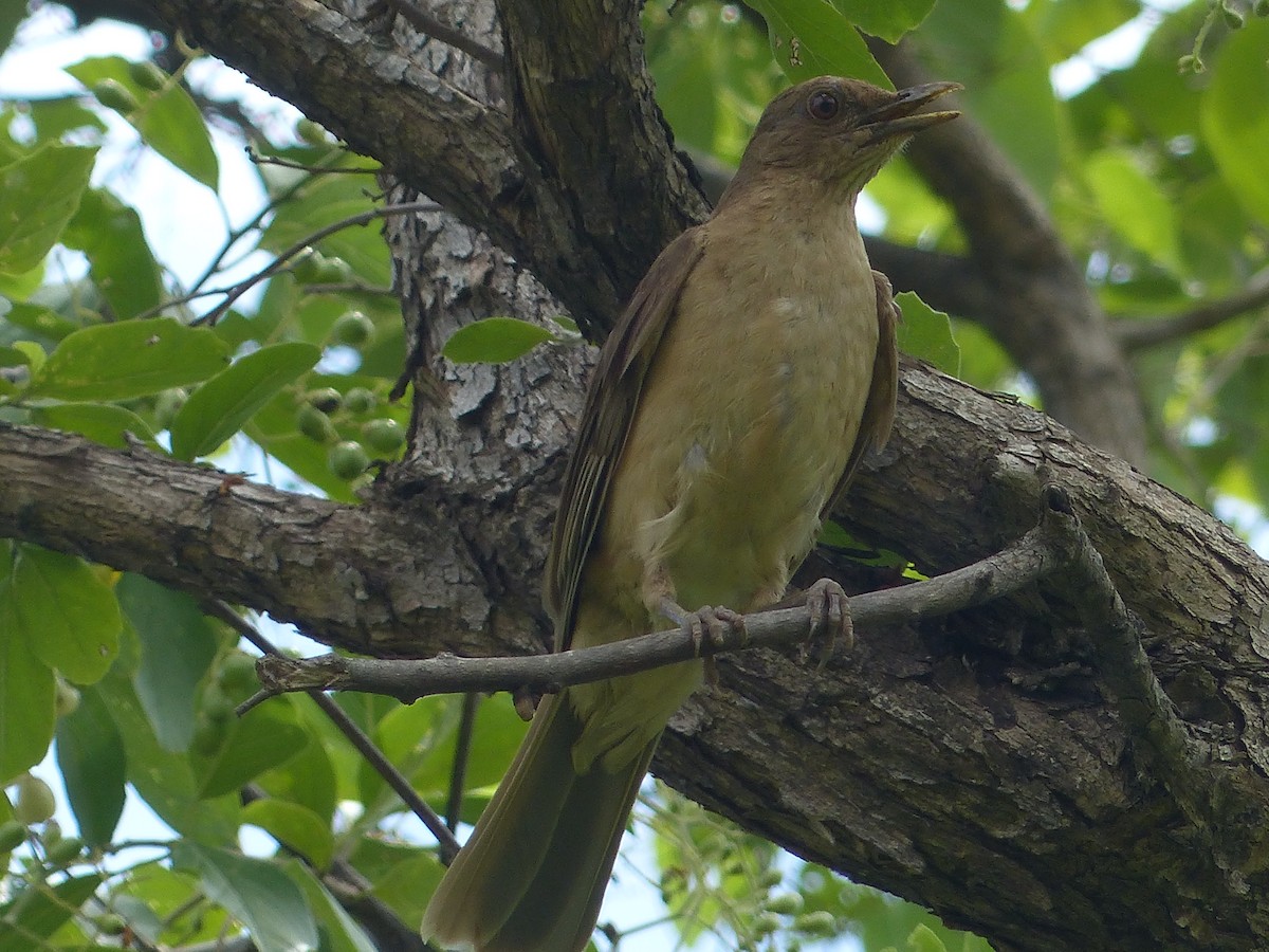 Clay-colored Thrush - ML634268763