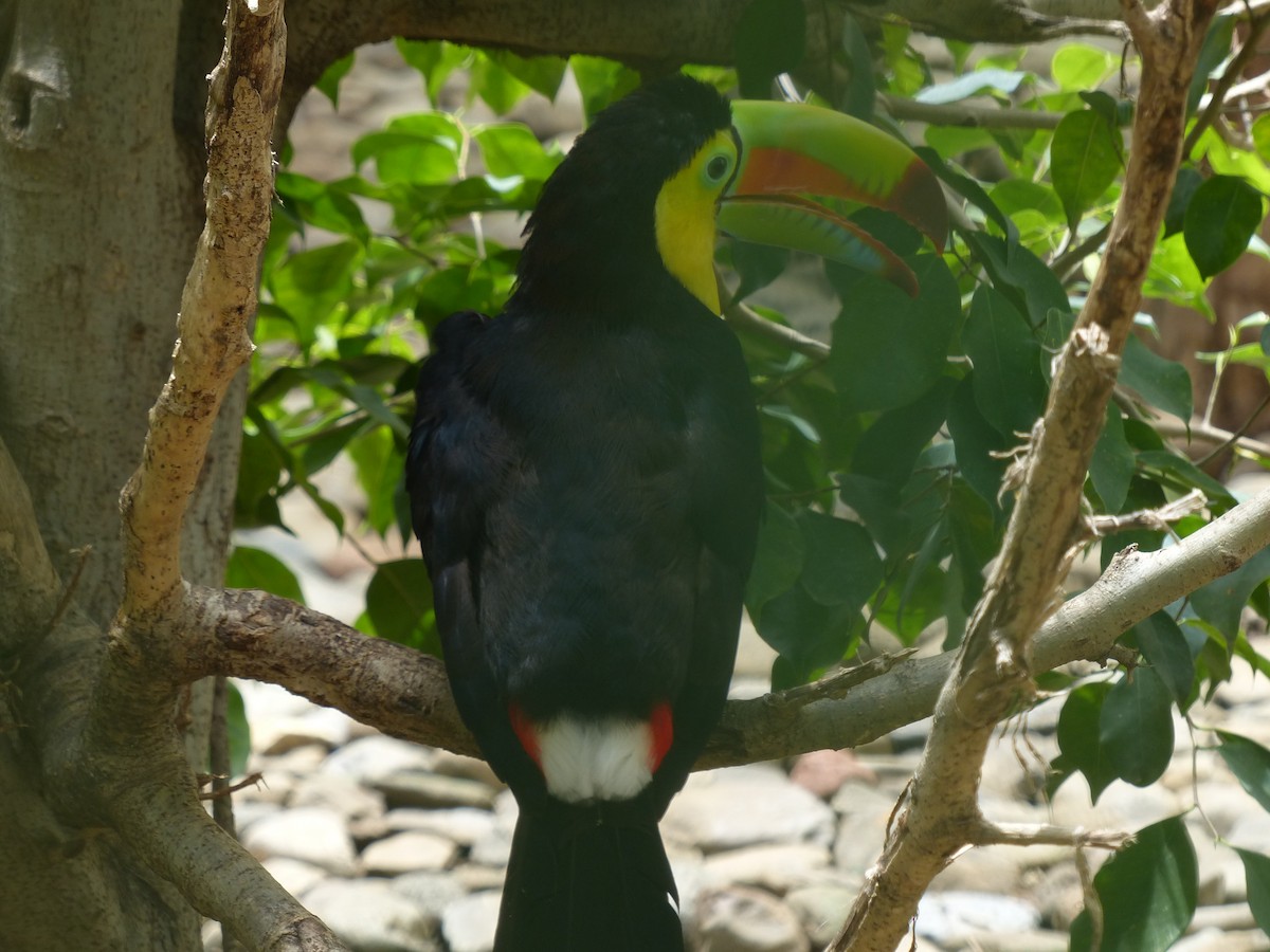 Keel-billed Toucan - ML634268766