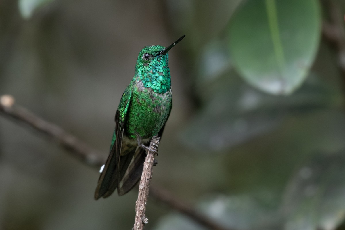 Rufous-vented Whitetip - ML634268837