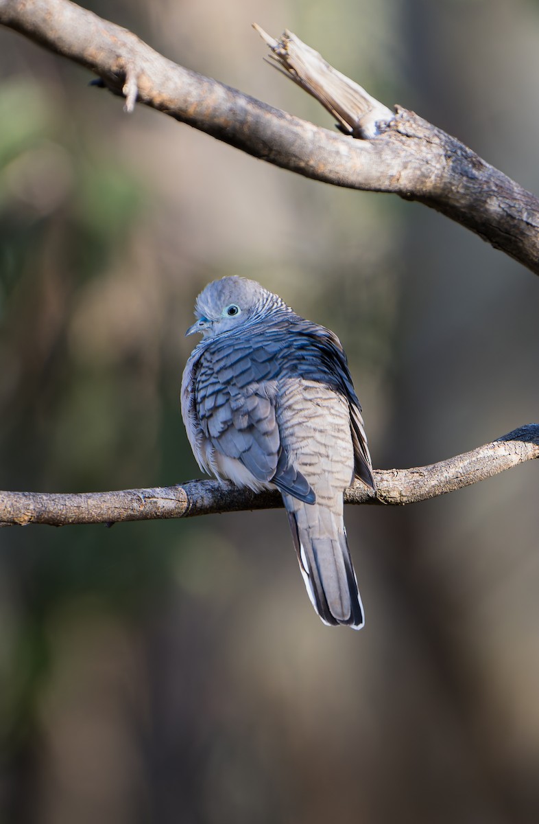 Peaceful Dove - ML634269149