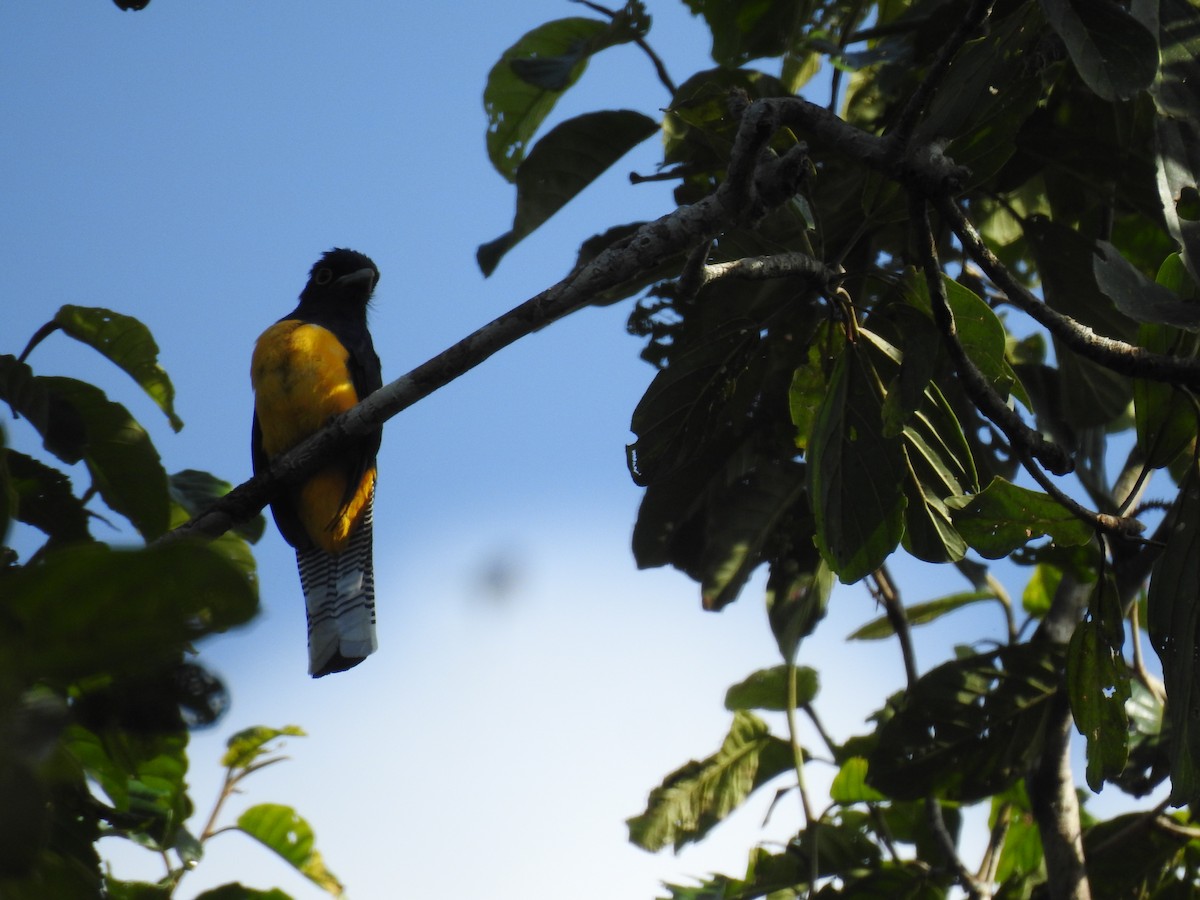 Amazonian Trogon - ML634269234