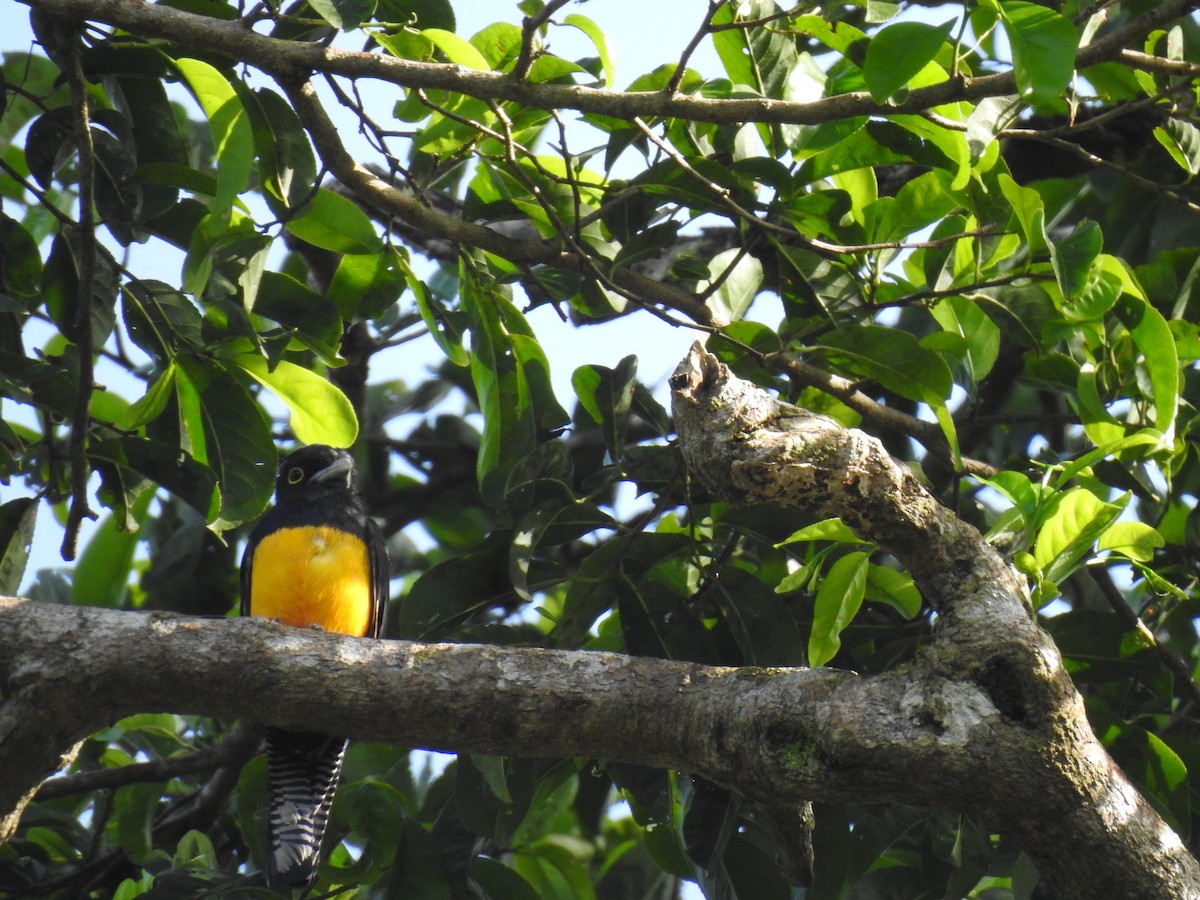 Amazonian Trogon - ML634269235