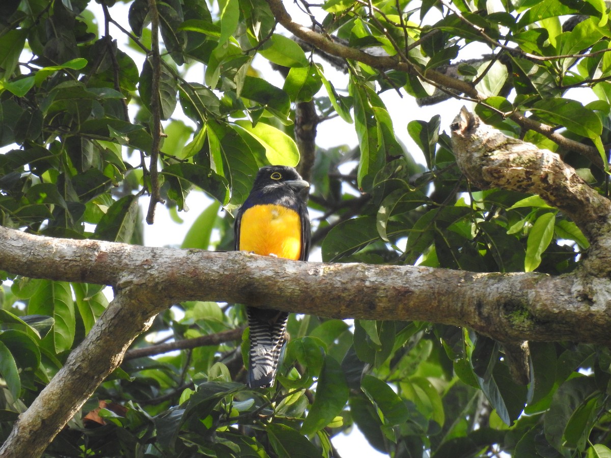 Amazonian Trogon - ML634269236