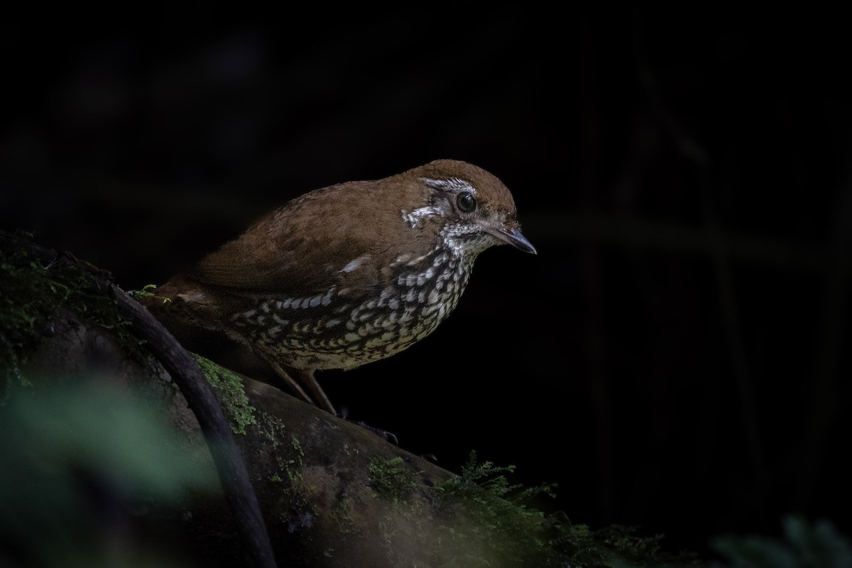 Schwartz's Antthrush - ML634269396