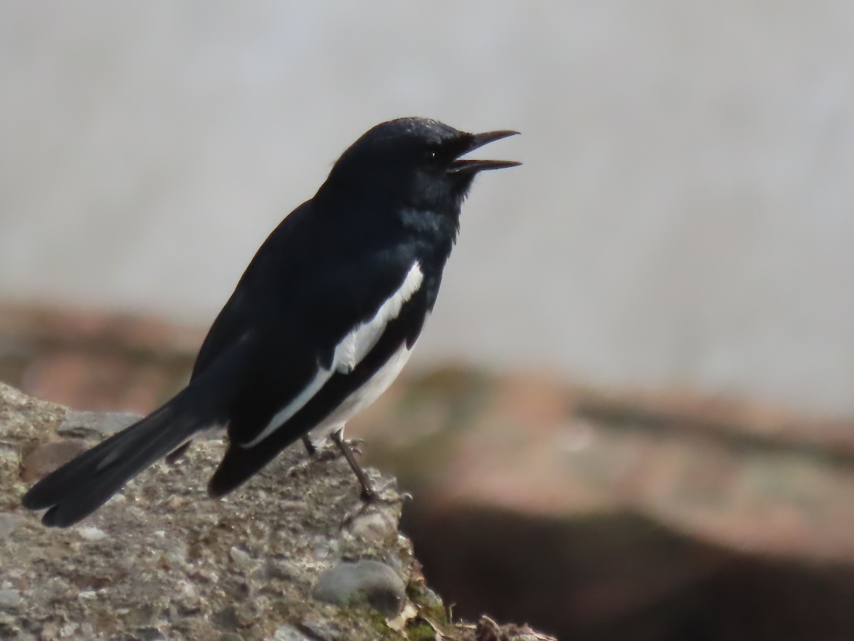 Oriental Magpie-Robin - ML634269407