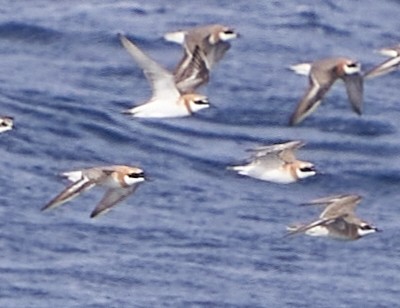Greater Sand-Plover - ML634269466