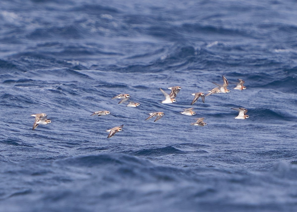 Greater Sand-Plover - ML634269491